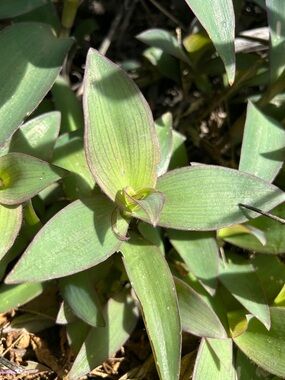6 Green Queen - live 3-4 inch cuttings  - green & purple Moses in a Cradle